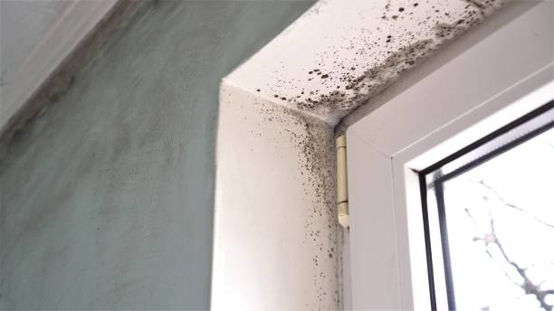 Best Mold Remediation  in Pymatuning Central, PA
