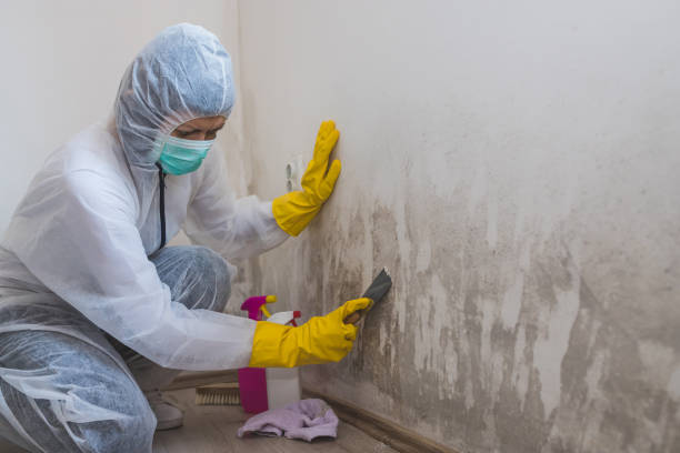 Best Mold Damage Repair  in Pymatuning Central, PA