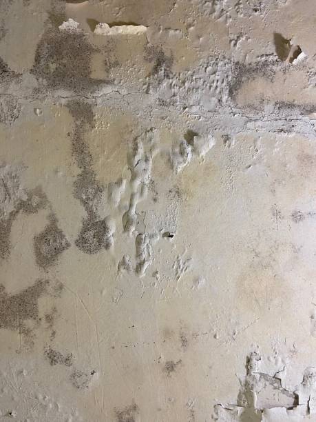 Best Mold Removal Company Near Me  in Pymatuning Central, PA
