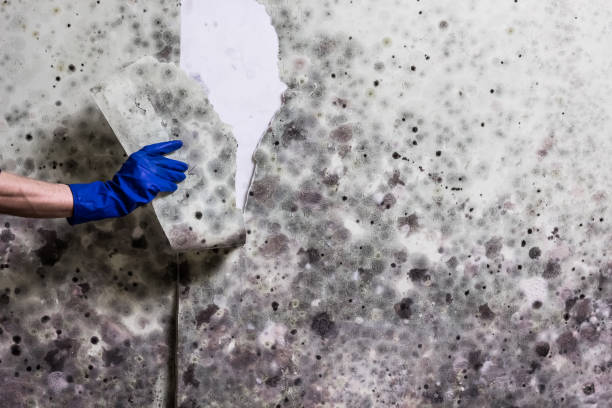 Best Toxic Mold Removal  in Pymatuning Central, PA