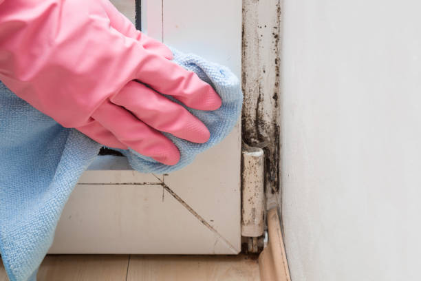 Best Fast Mold Removal  in Pymatuning Central, PA
