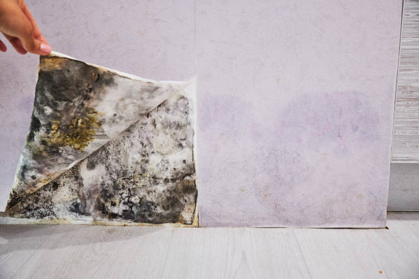 Best Emergency Mold Removal  in Pymatuning Central, PA